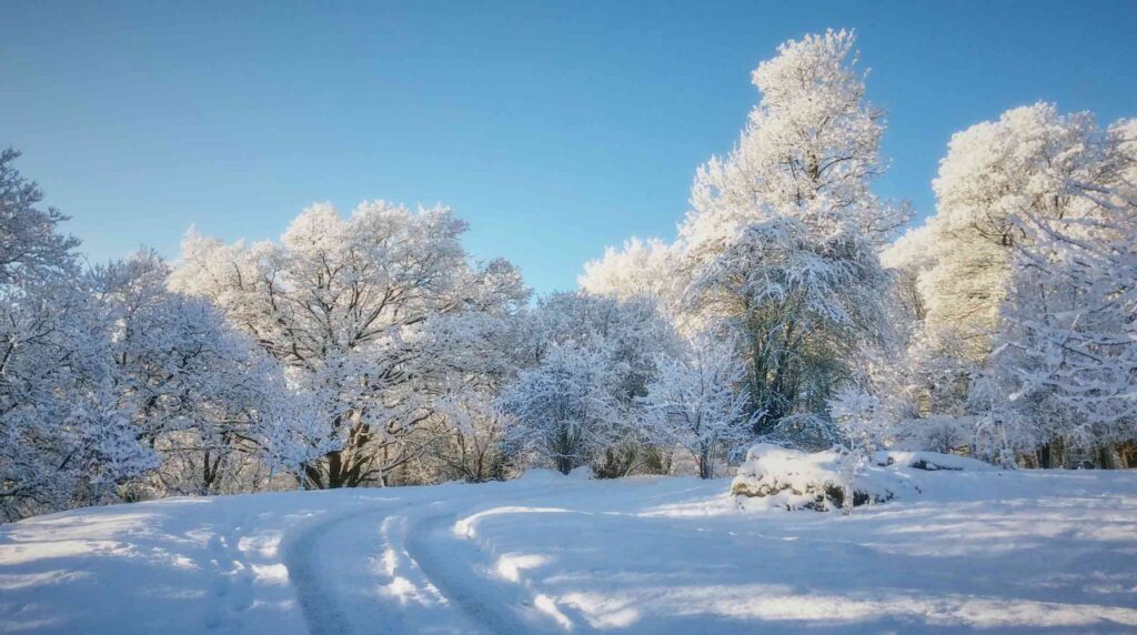 Fishpond Wood in the snow - Fishpond Wood, Bewerley, Nidderdale