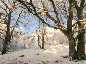 Fishpond Wood, Bewerley, Nidderdale in the snow