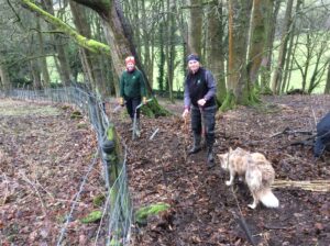 Sharron and Sally from Open Country planting over 200 hedging plants at Fishpond Wood, Bewerley, Nidderdale