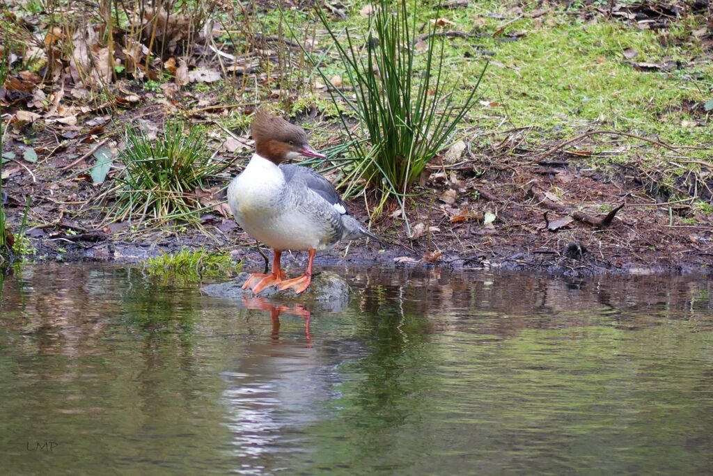 Female Goosander at Fishpond Wood