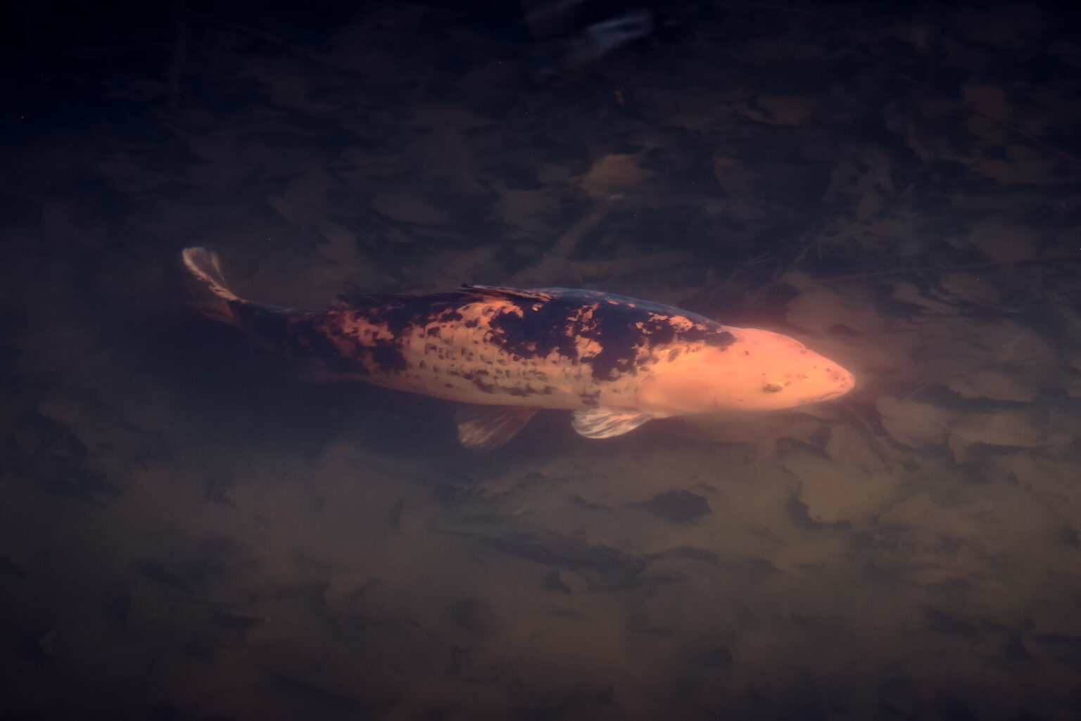 Horace the Koi Carp at Fishpond Wood, Bewerley, Nidderdale
