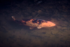 Horace the Koi Carp at Fishpond Wood, Bewerley, Nidderdale