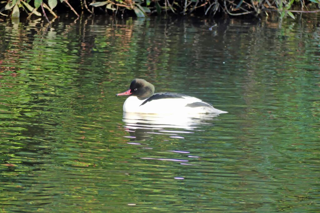 Male Goosander at Fishpond Wood