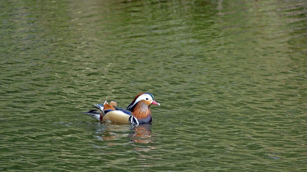 Male Mandarin Duck - Fishpond Wood, Bewerley, Nidderdale