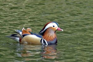Male Mandarin Duck at Fishpond Wood, Bewerley