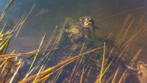 Toads spawning at Fishpond Wood, Bewerley, Nidderdale