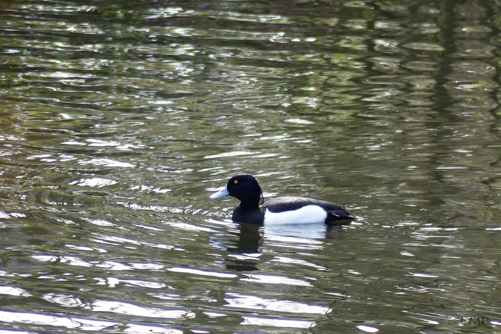 Tufted Duck swimming in the pond at Fishpond Wood
