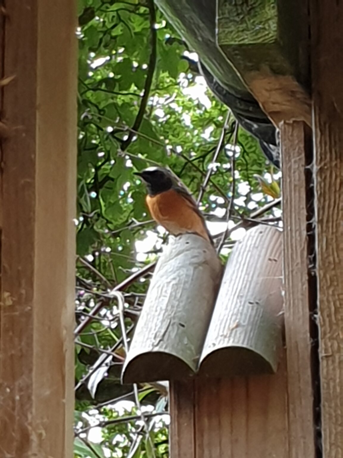 Redstart at Fishpond Wood, Bewerley, Nidderdale