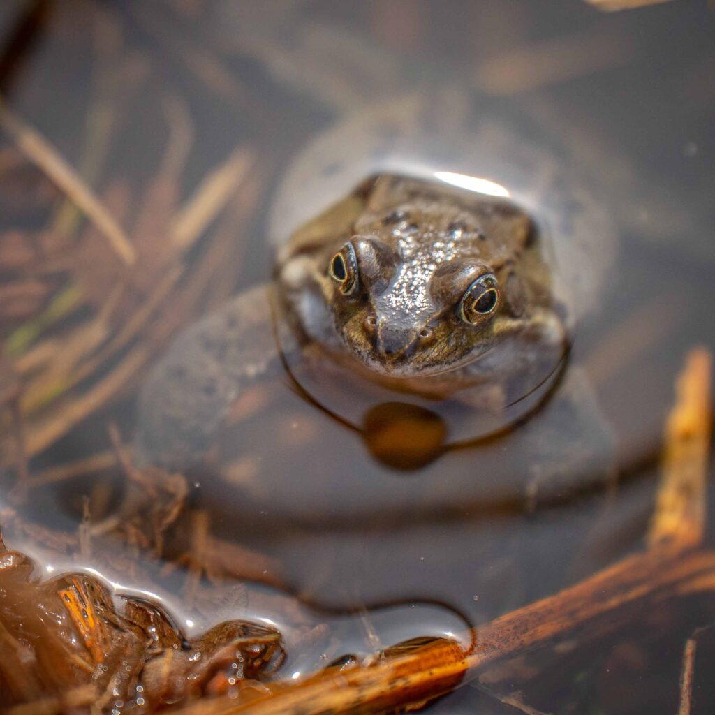 Frog at Fishpond Wood 3 - Fishpond Wood, Bewerley, Nidderdale