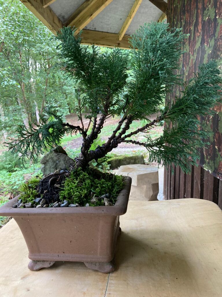 bonsai final - Fishpond Wood, Bewerley, Nidderdale