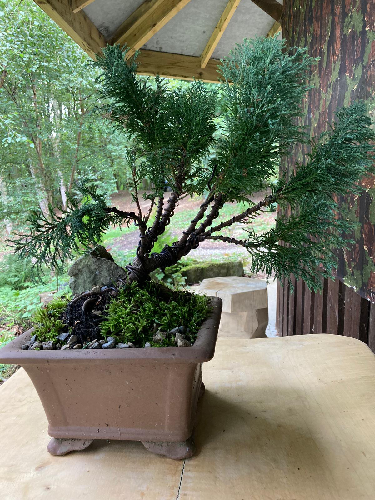 Beginners' Bonsai Class Fishpond Wood, Bewerley Whitewoods Wellbeing