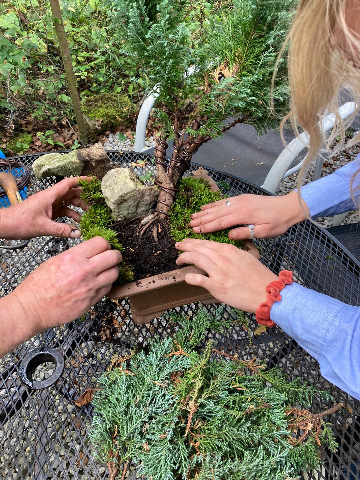 Beginners' Bonsai Class Fishpond Wood, Bewerley Whitewoods Wellbeing