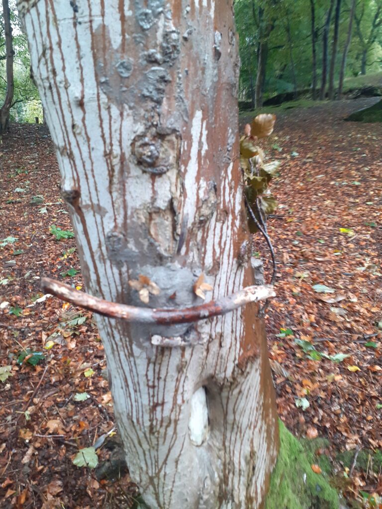 tree sprites - Fishpond Wood, Bewerley, Nidderdale