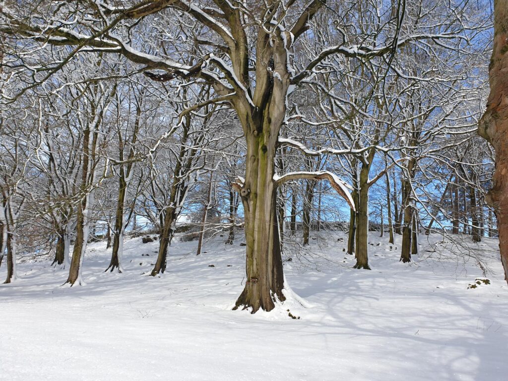 20230310 104037 - Fishpond Wood, Bewerley, Nidderdale