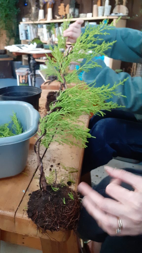 kk - Fishpond Wood, Bewerley, Nidderdale