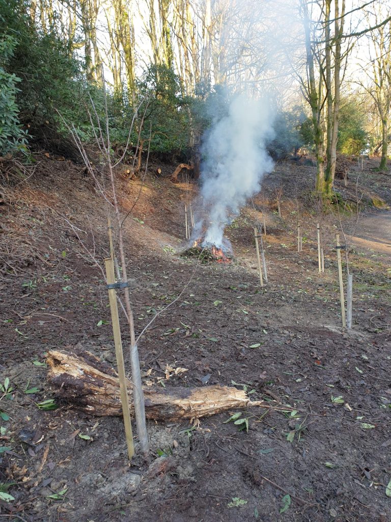 rhodi2 - Fishpond Wood, Bewerley, Nidderdale