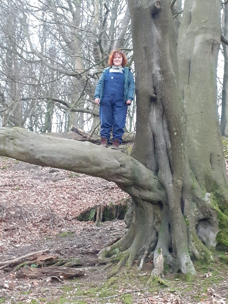 tree climb - Fishpond Wood, Bewerley, Nidderdale