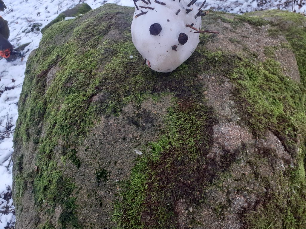 snow hedgehog - Fishpond Wood, Bewerley, Nidderdale